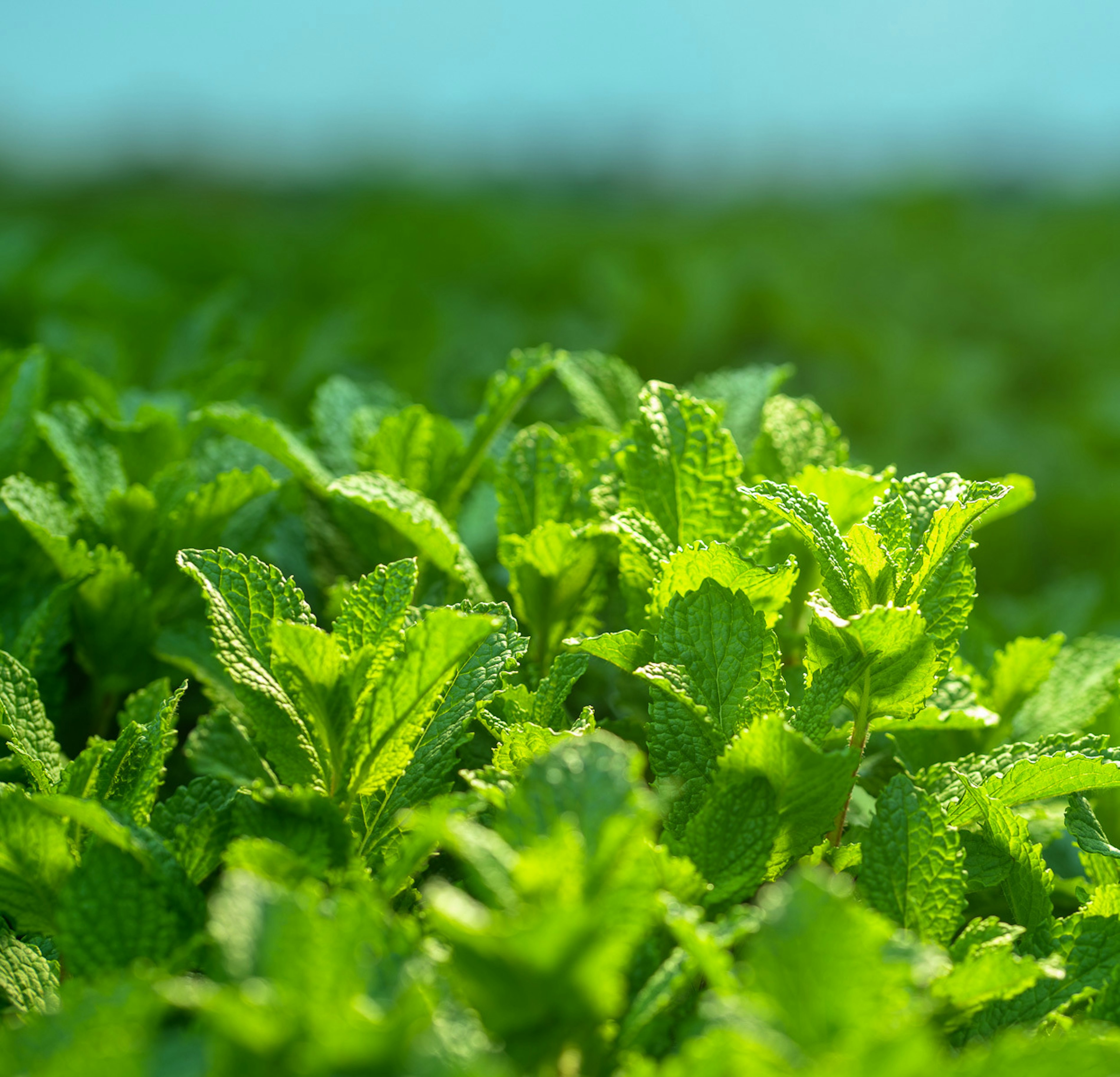 2023 06 Vitacress Straelen 155