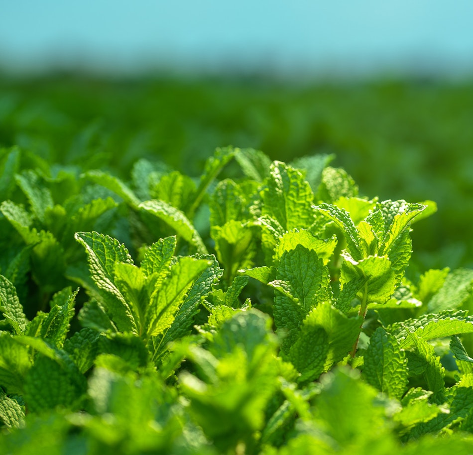 Placeholder for 2023 06 Vitacress Straelen 155