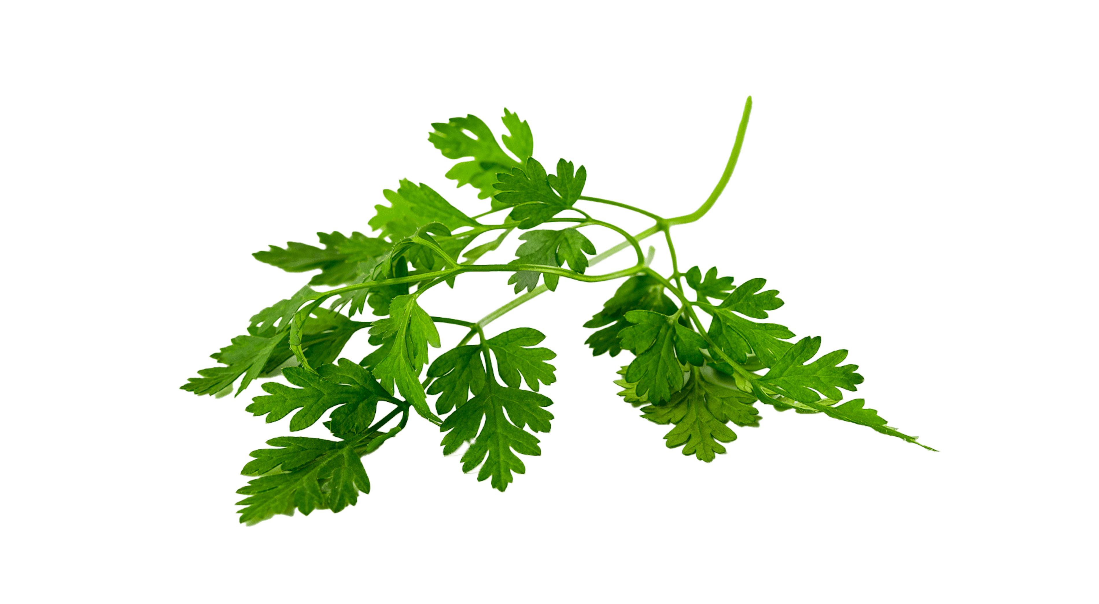 Chervil
