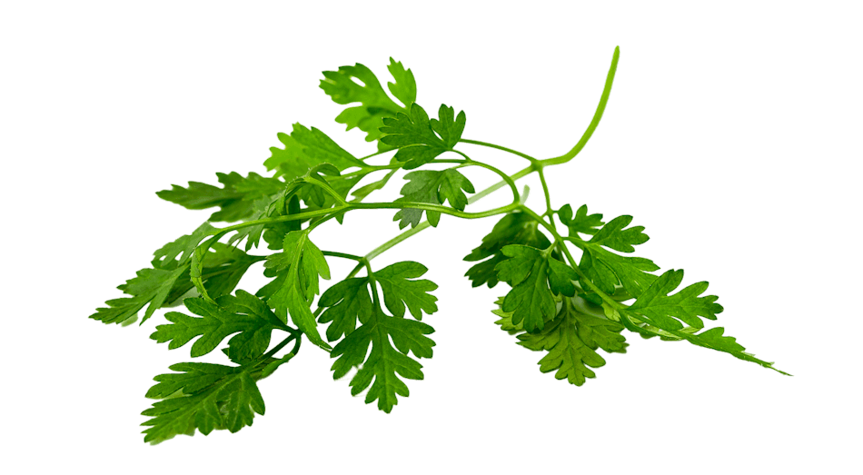 Placeholder for Chervil