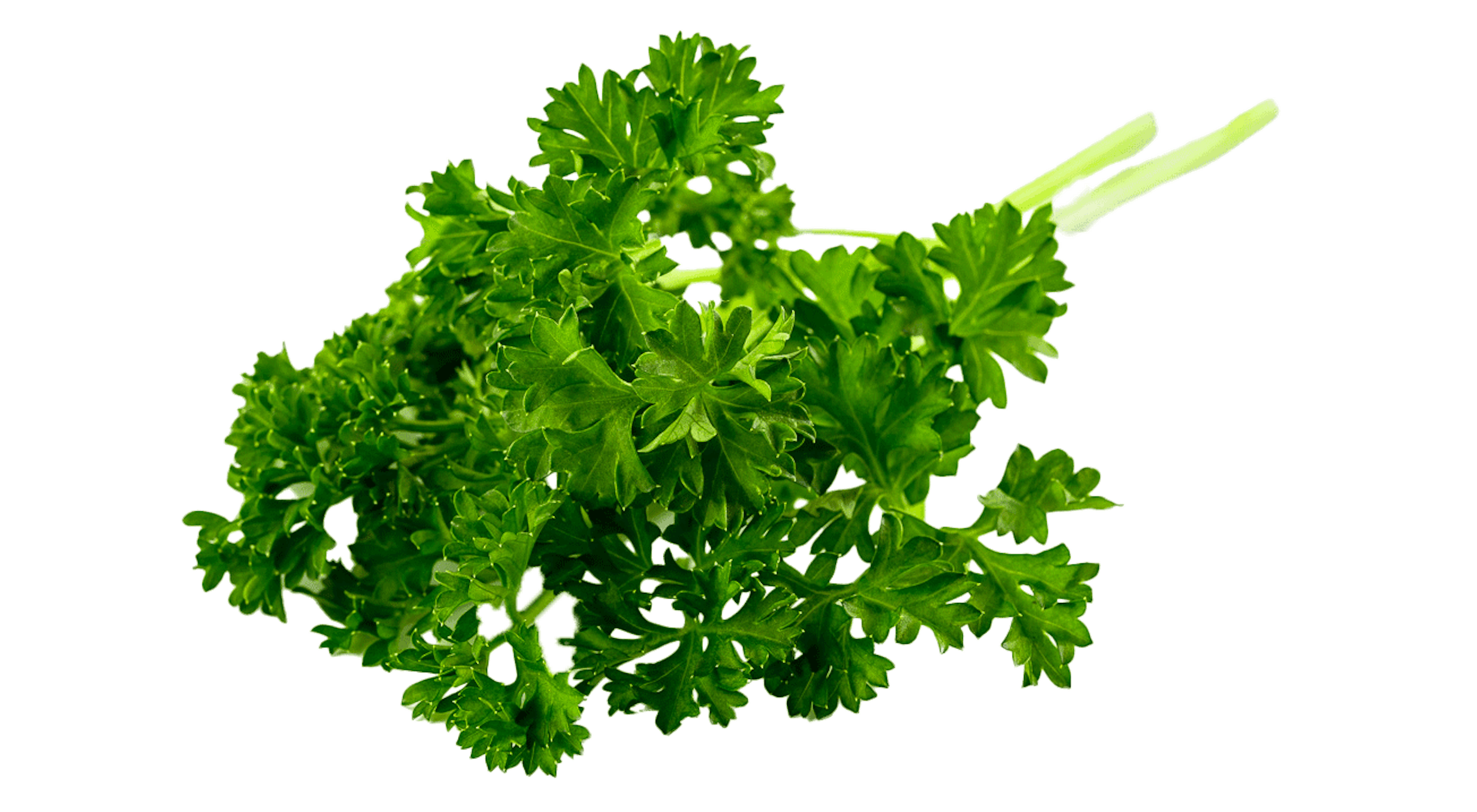 Curley Parsley