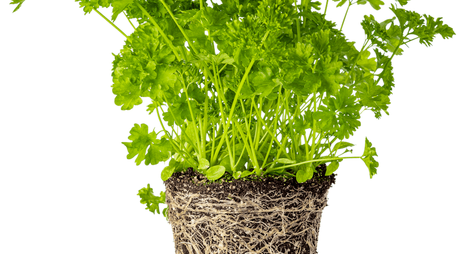 Placeholder for Curly Parsley potherbs