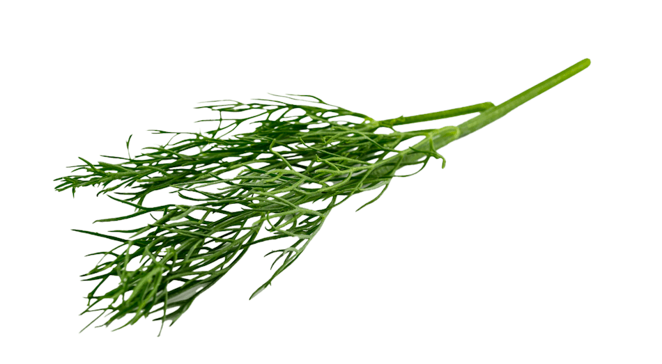 Placeholder for Dill