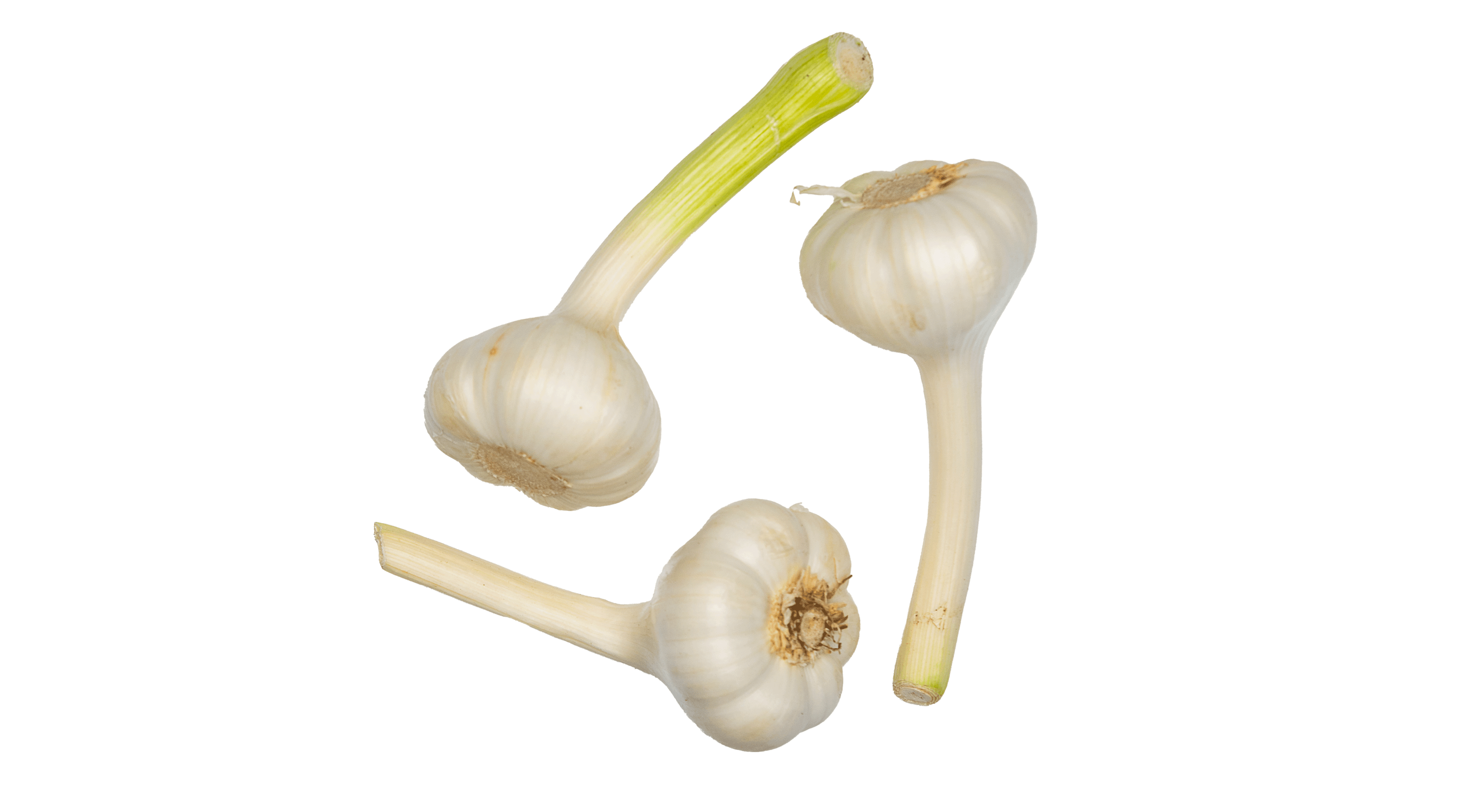 Garlic 1