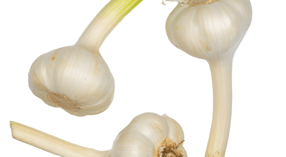 Placeholder for Garlic 1