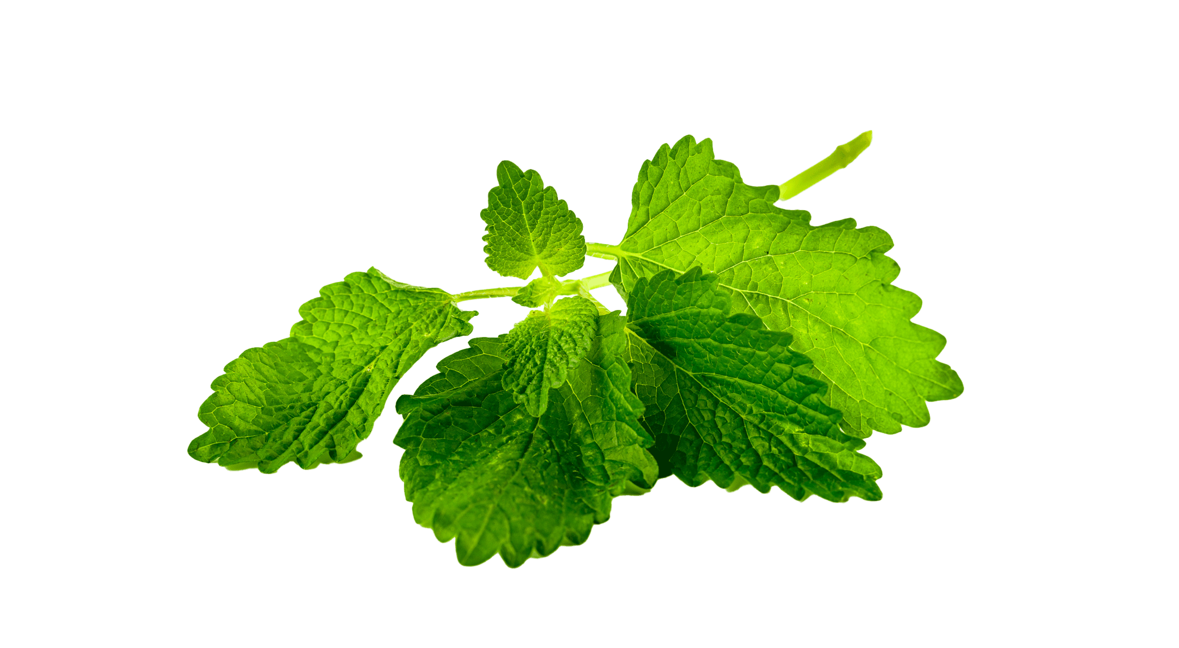 Lemon Balm