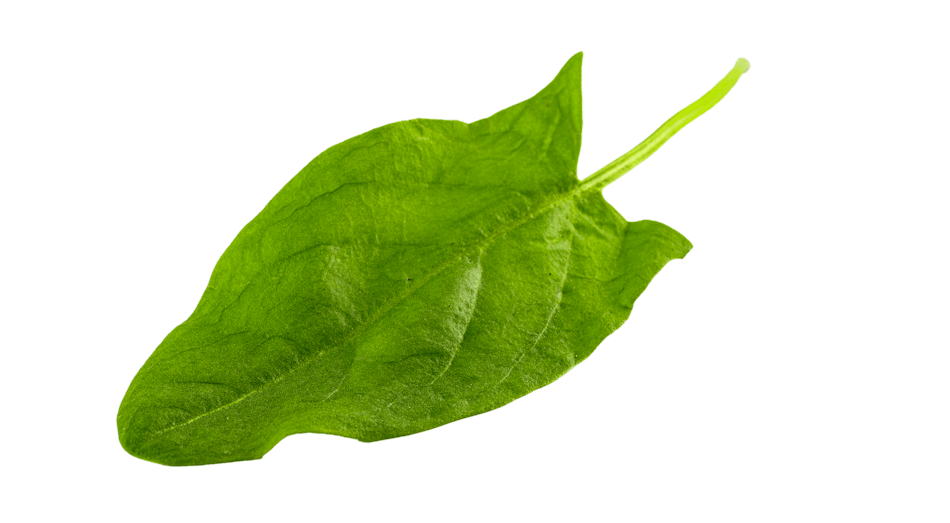 Placeholder for Soreel