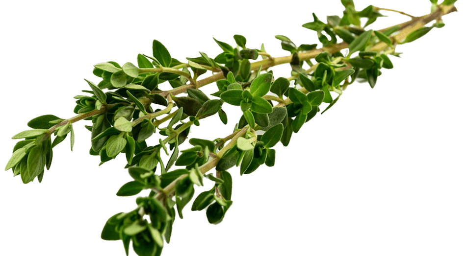 Placeholder for Lemon Thyme