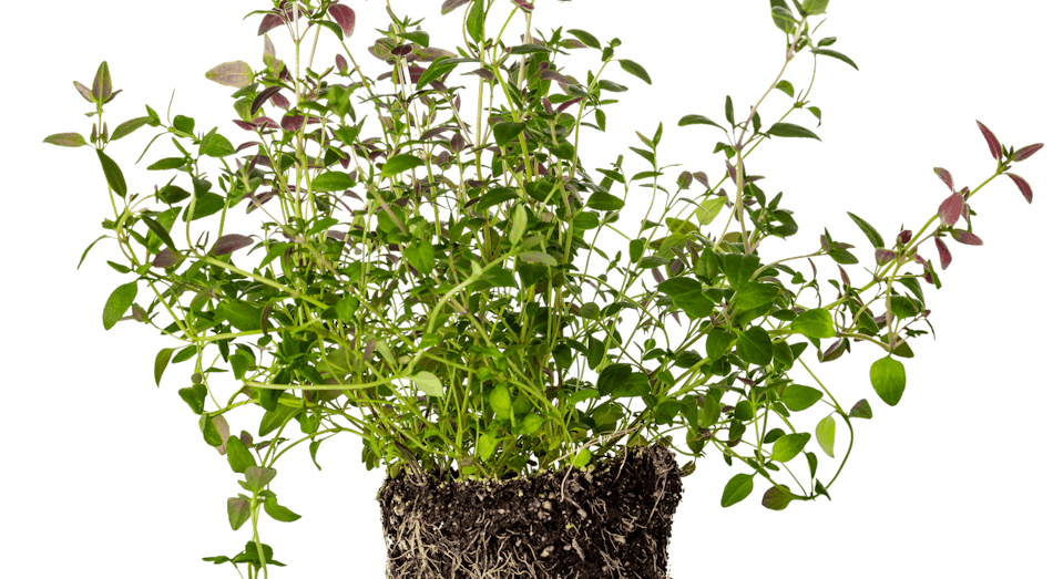 Placeholder for Marjoran potherbs