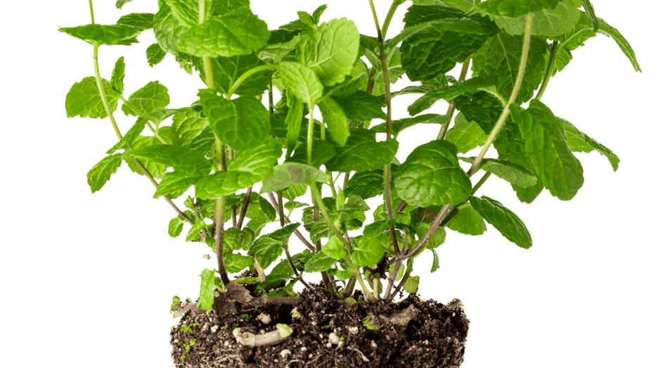 Placeholder for Mint potherbs