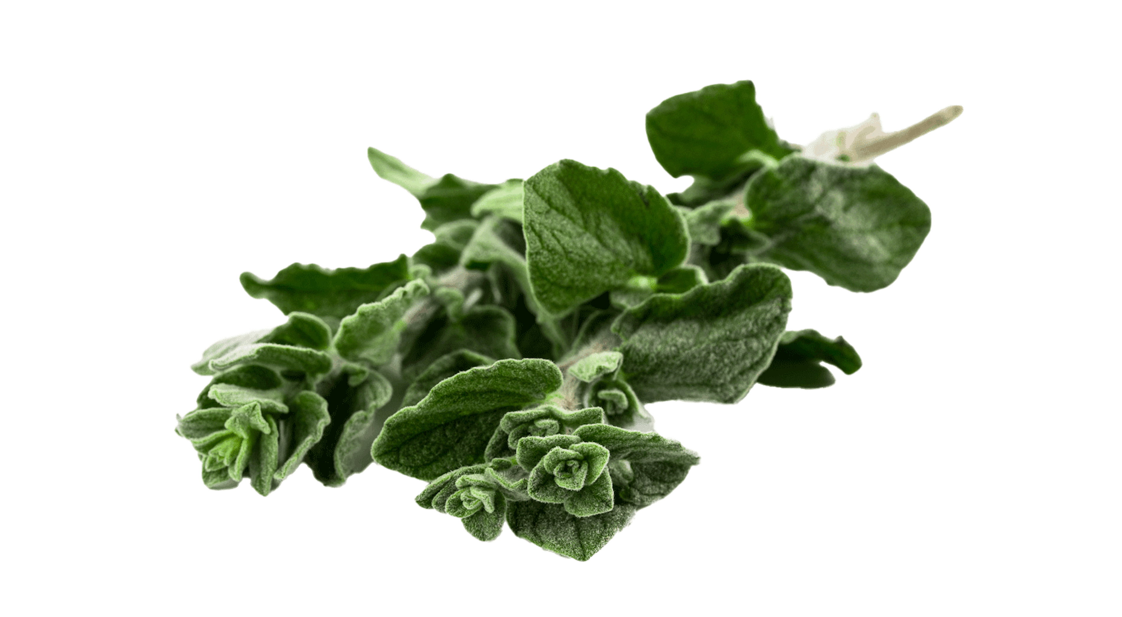 Oregano
