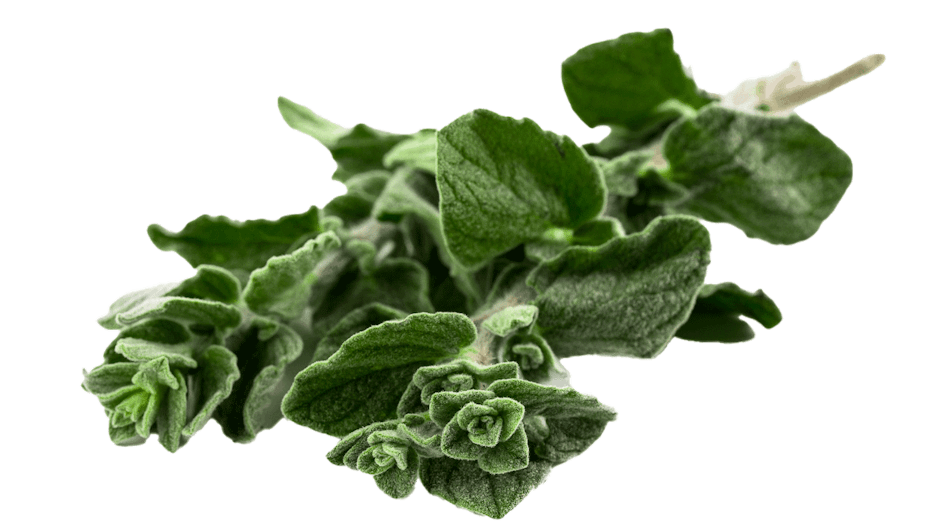 Placeholder for Oregano