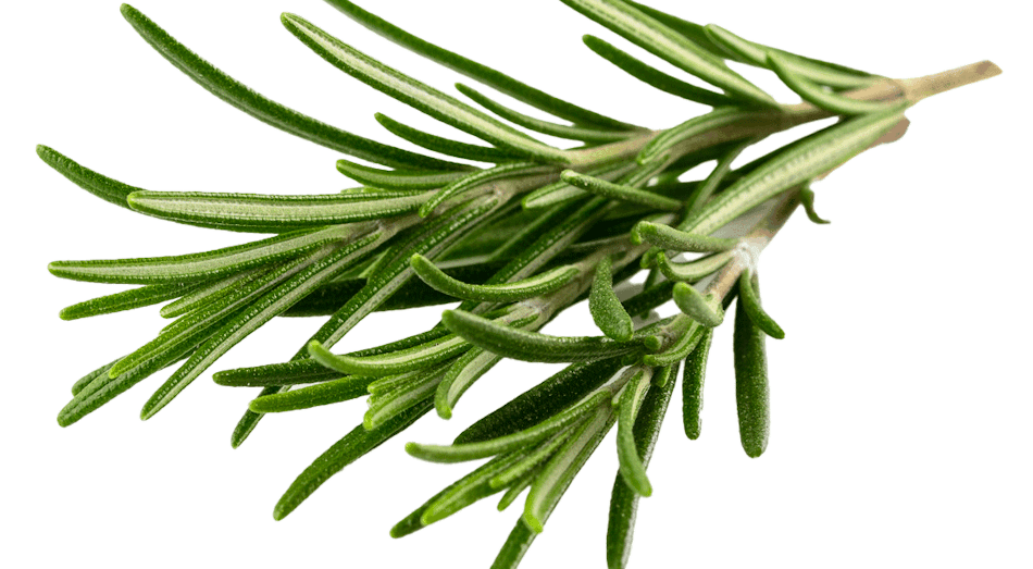 Placeholder for Rosemary