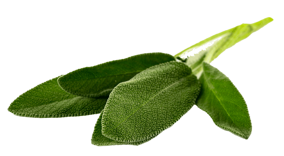 Placeholder for Sage