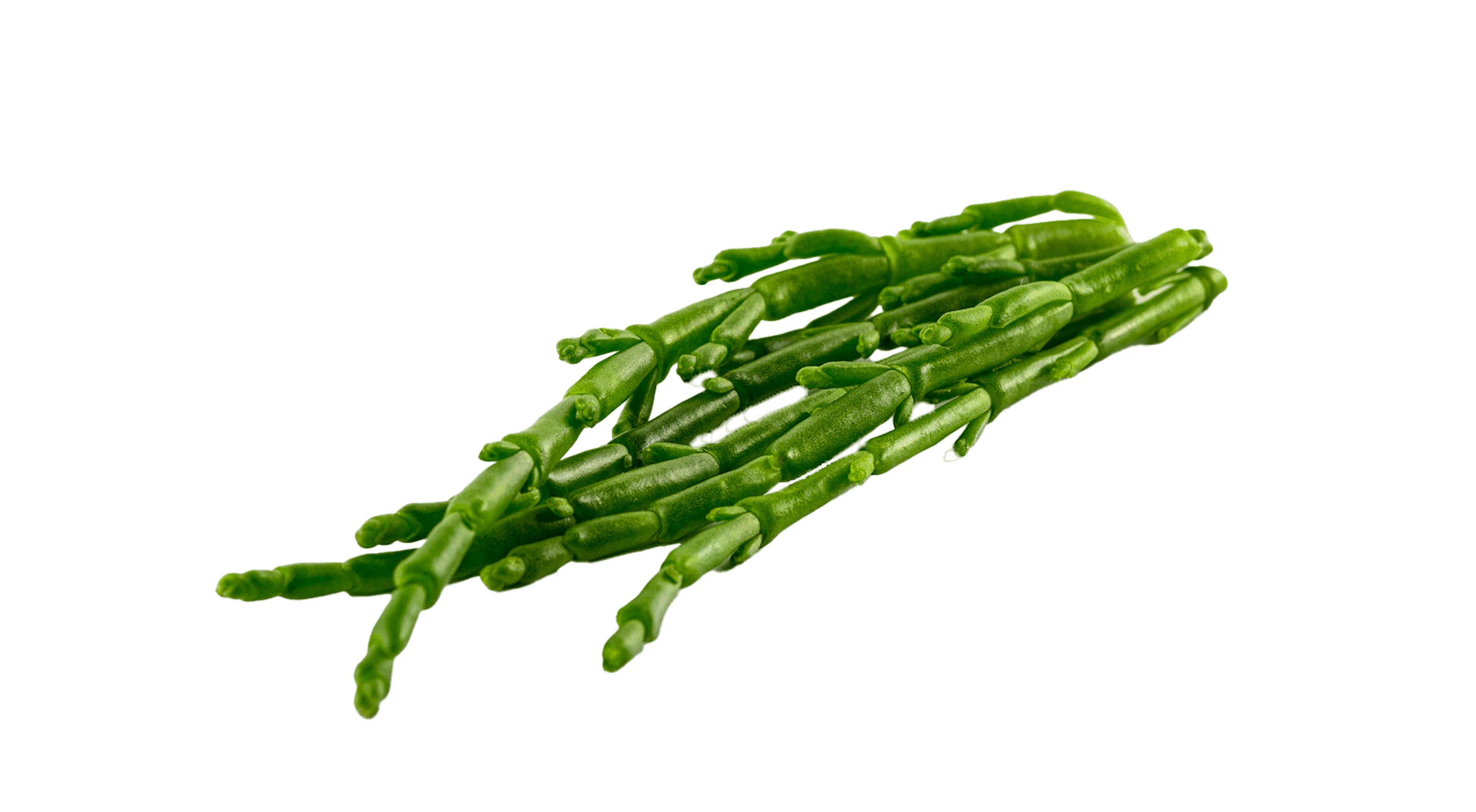 Samphire2