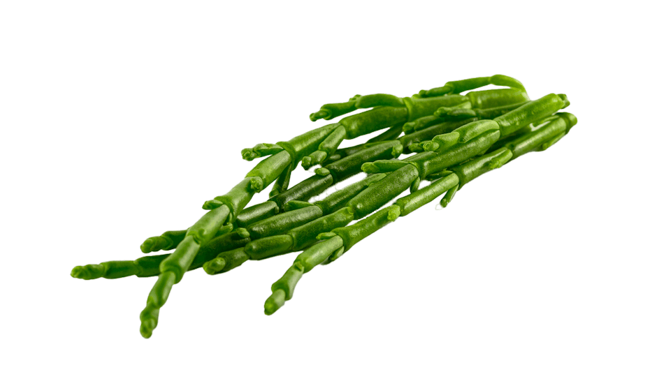 Placeholder for Samphire2