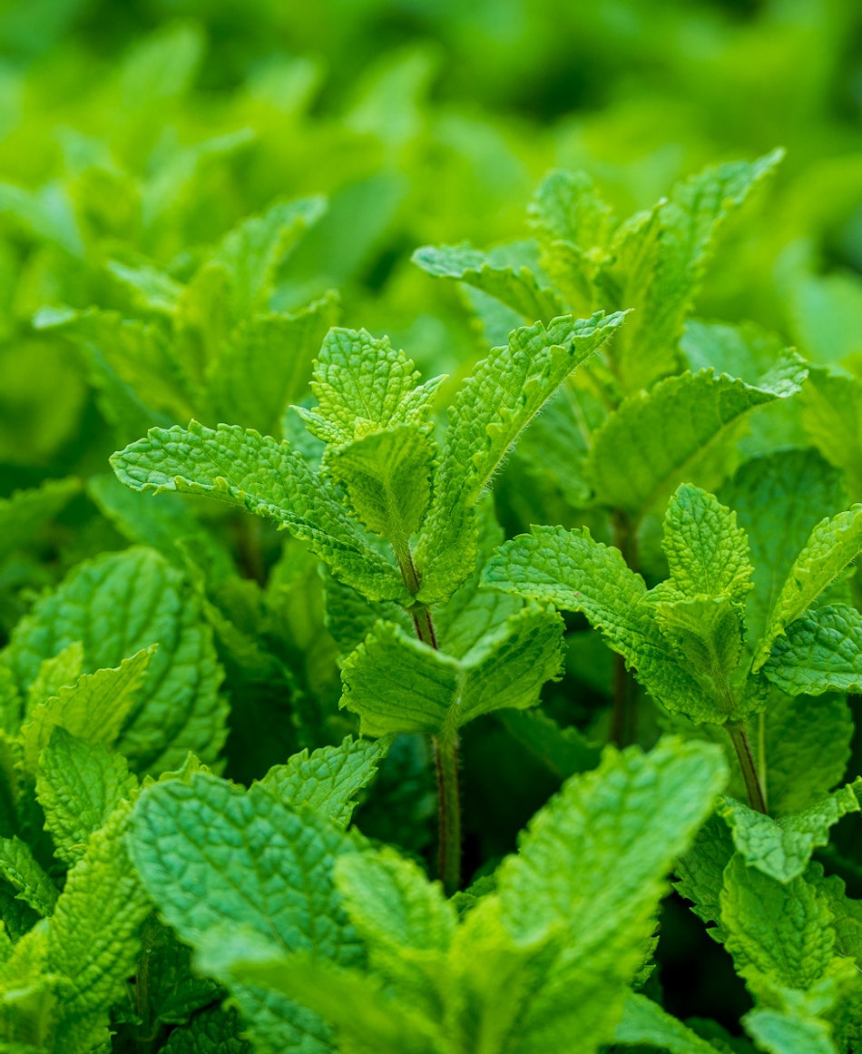 Placeholder for 2023 06 Vitacress Straelen 125