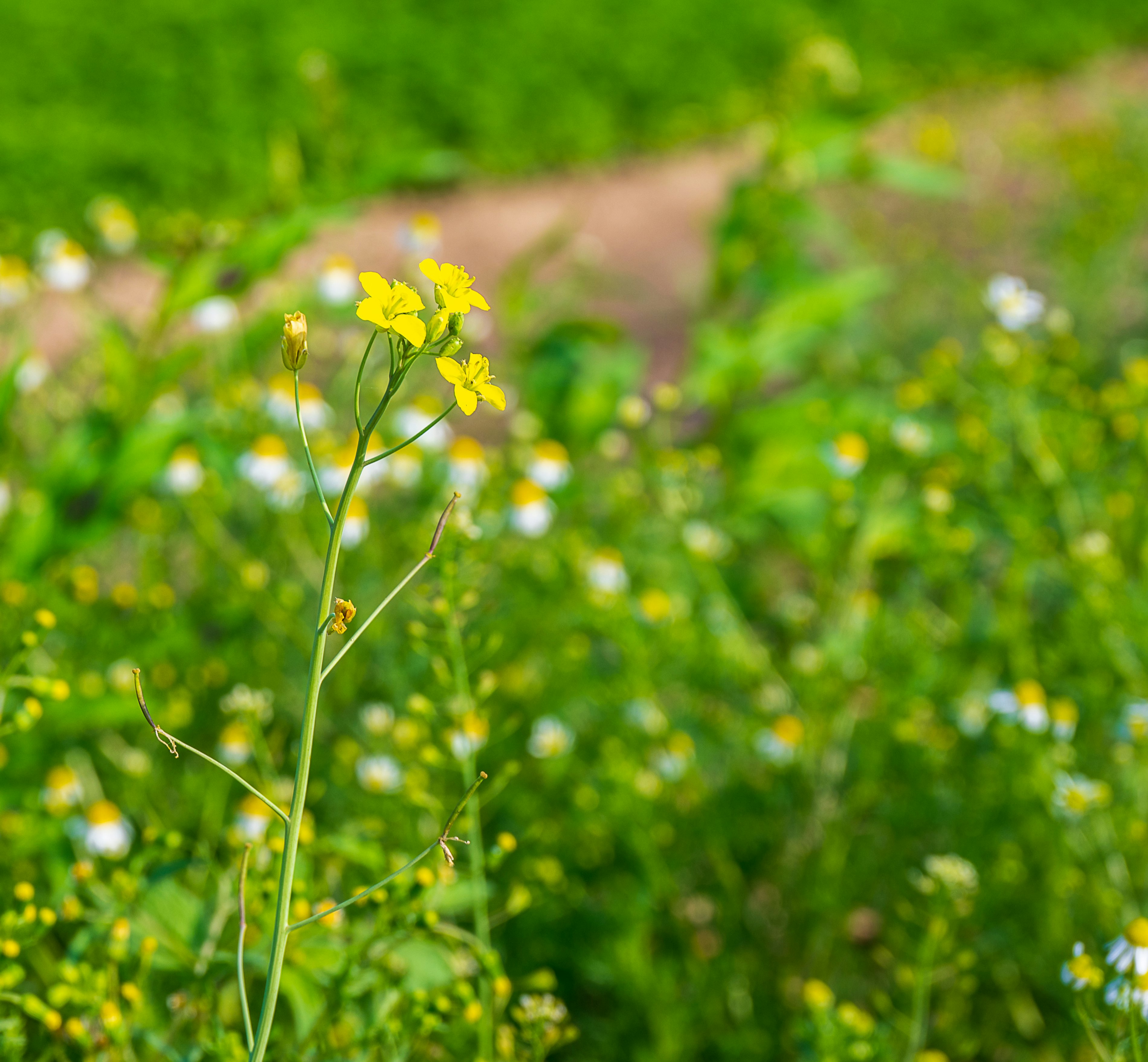 2023 06 Vitacress Straelen 43 A4