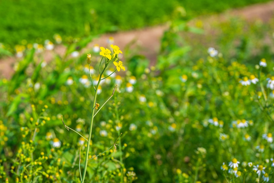 Placeholder for 2023 06 Vitacress Straelen 43 A4