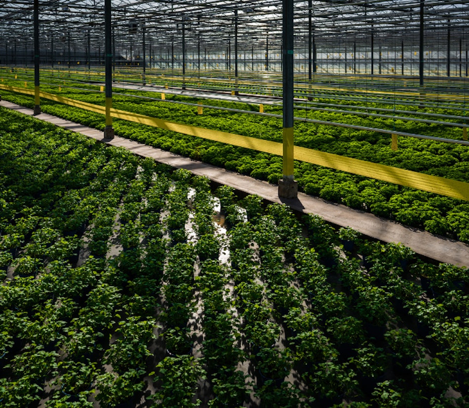 Placeholder for Gipmans 2