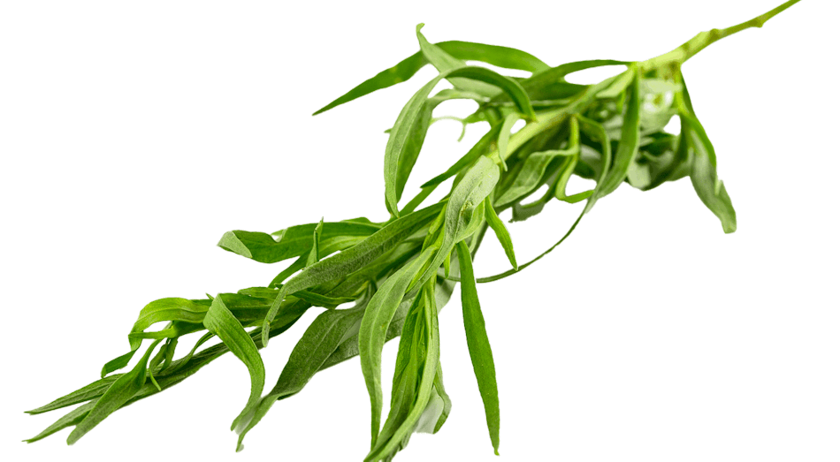 Placeholder for Tarragon