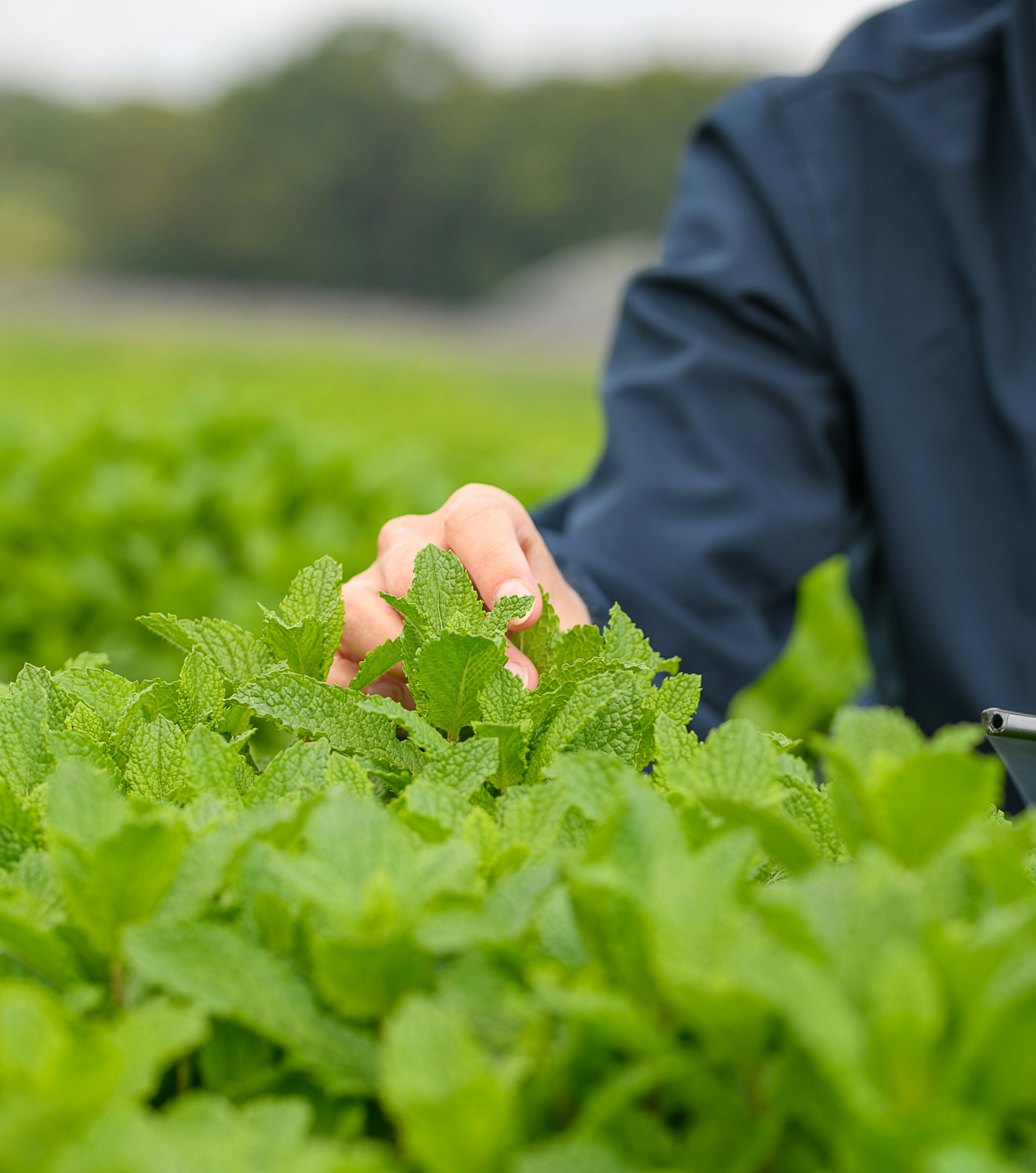 2023 06 Vitacress Straelen 167 A4