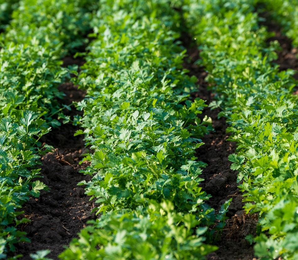 Placeholder for 2023 06 Vitacress Straelen 2 A4