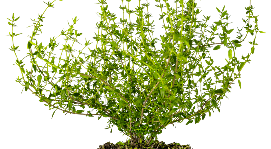 Placeholder for Thyme potherbs